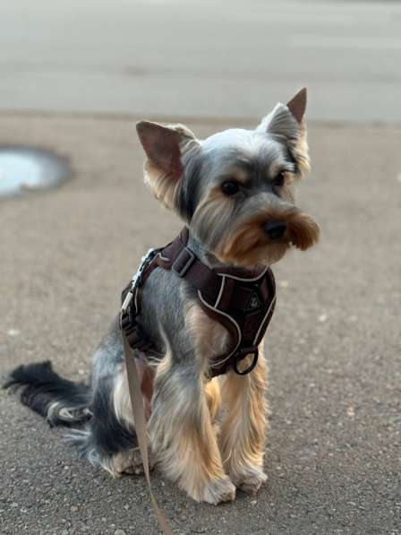 Йоркширский терьер мини в Магнитогорске