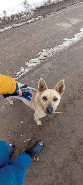 Фаичка ищет дом в Москве фото 8