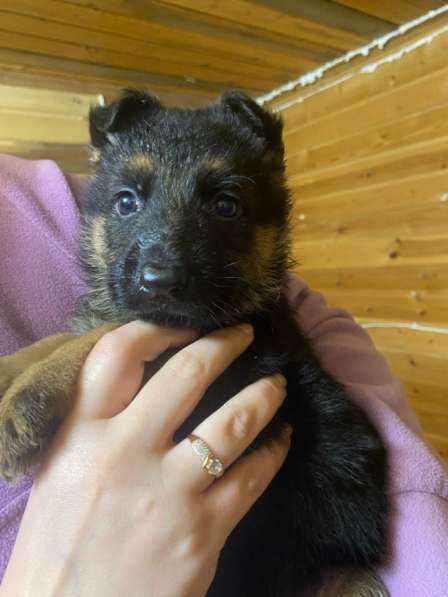 Щенок немецкой овчарки в Яхроме фото 4