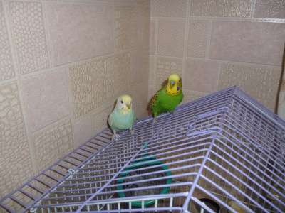 Продам двух волнистых попугаев, все вкл. в Хабаровске фото 5