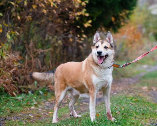 Красивый активный пёс Маффин ищет дом