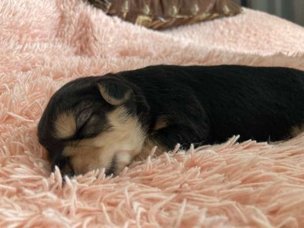 Щенята. Смесь чихуахуа и йоркширского терьера в Липецке