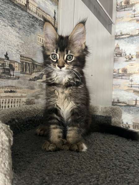 Мейн-кун полидакт девочка в Новосибирске фото 6