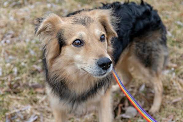 СОБАКА СИРОТА МИШКА В ДАР!