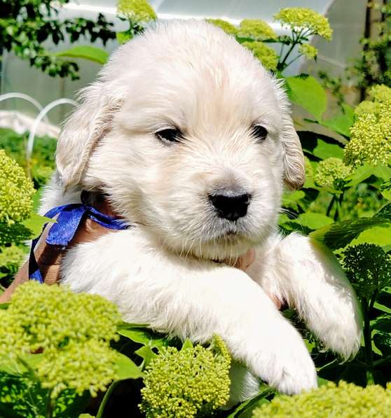 Щенки золотистого ретривера в Москве