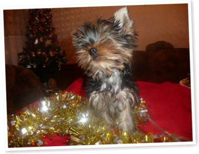 Щенки йорка из питомника в Тюмени