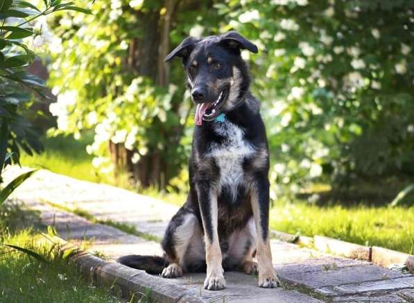 Добрый Чарли в Москве фото 3