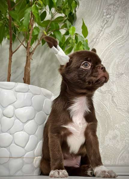 Щенок чихуахуа в Москве фото 4