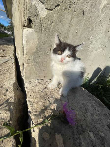 Котята в Липецке