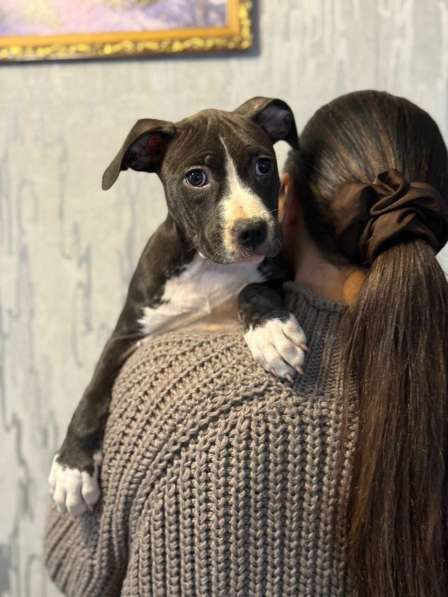 Голубая девочка Амстаффтерьера в Москве фото 6