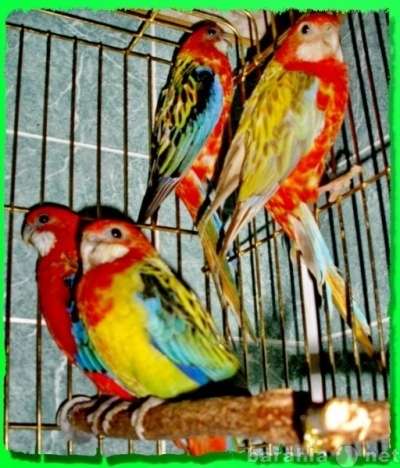 Розеллы пёстрые, красные, жёлтые, рубино в Москве фото 3