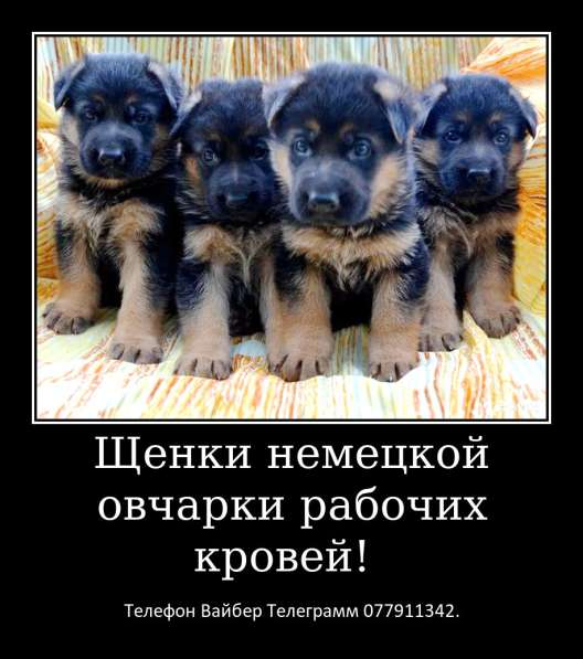 Щенки немецкой овчарки стандартного окраса! в фото 11