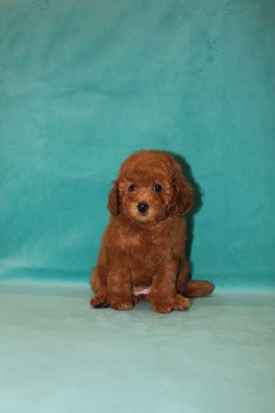 Той-пудель, девочка в Москве