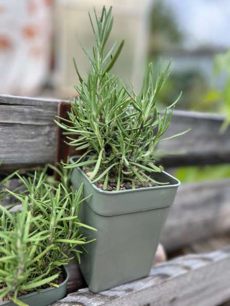 РОЗМАРИН в Красноярске