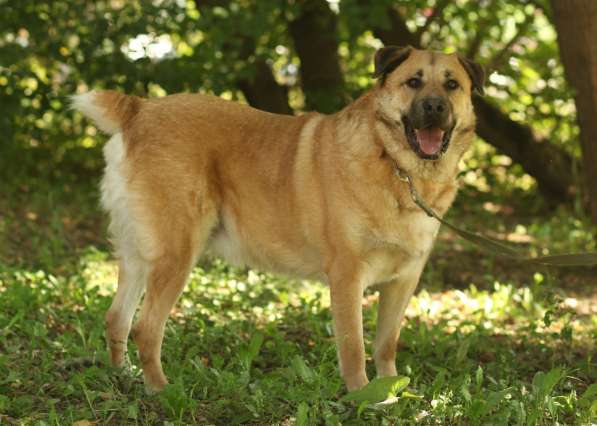 Кохинор ищет семью