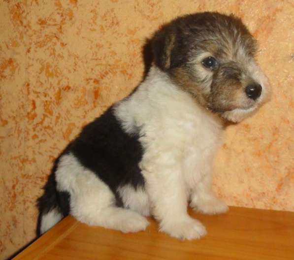 Фокстерьер ж/ш щенки - девчонки в Москве