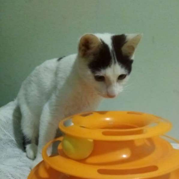 Котенок в добрые руки. Бедный Хвостик в Москве фото 5