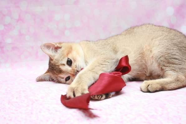 Кошечка Чара в Лобне фото 10