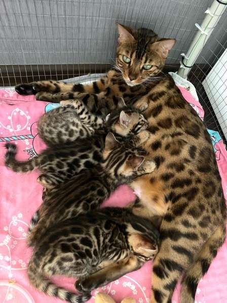Бенгальские котята в Ростове-на-Дону фото 25