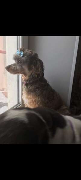 Щенки пуделя в Москве