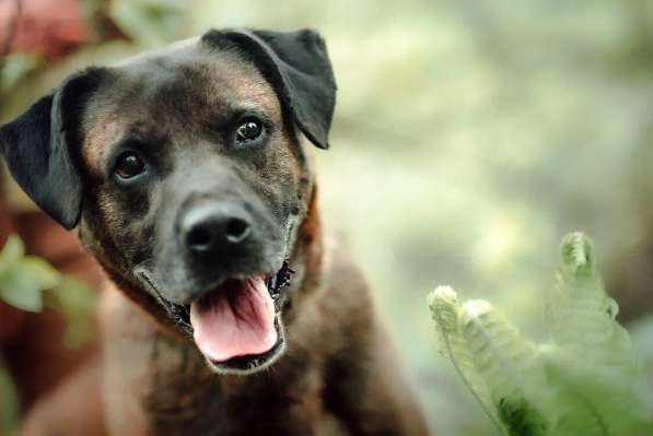 Умнейший пес, метис Боксера в Санкт-Петербурге фото 3