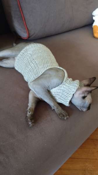 Вязаная одежда для кошек в Майкопе фото 6