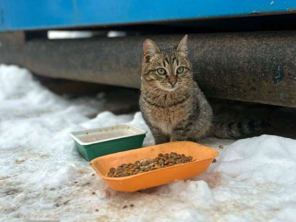 Очень красивые котята срочно ищут дом в Москве фото 4