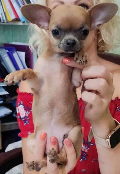 Chihuahua. Red sable. Mini girl