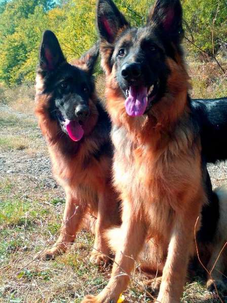 Отличный Кобель немецкой длинношерстной овчарки в Алуште фото 27