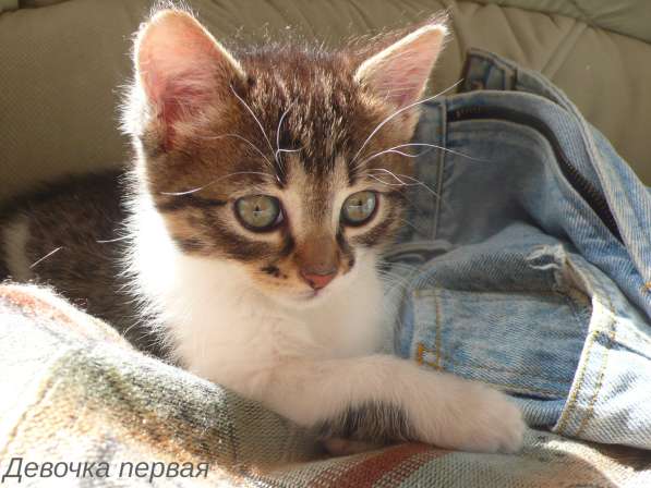 Котята Севастополь. Прекрасная девочка в добрые руки! в Севастополе фото 24