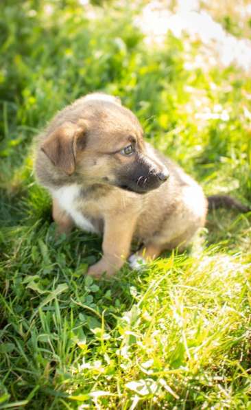 Маленькие щенки мечтают обрести дом!!! в Москве фото 8