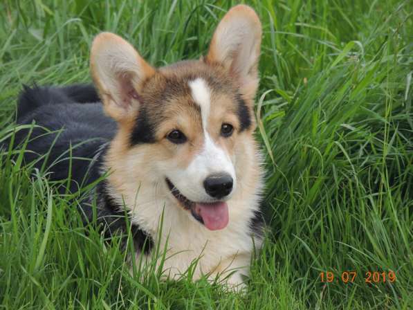 Вельш корги пемброк щенков продаю в Москве фото 8