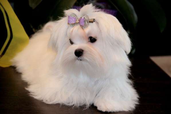 Малышки мини мальтезе в Москве фото 6