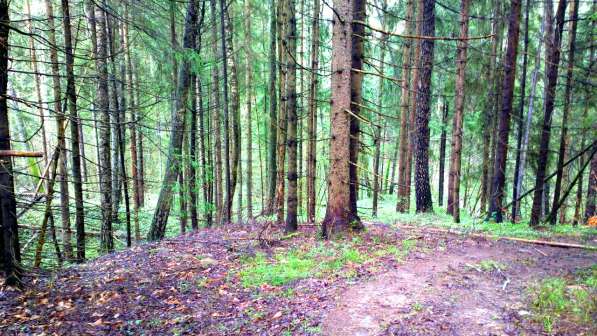 Участок 15 соток, ИЖС, коммуникации, со своим еловым лесом в Смоленске фото 3