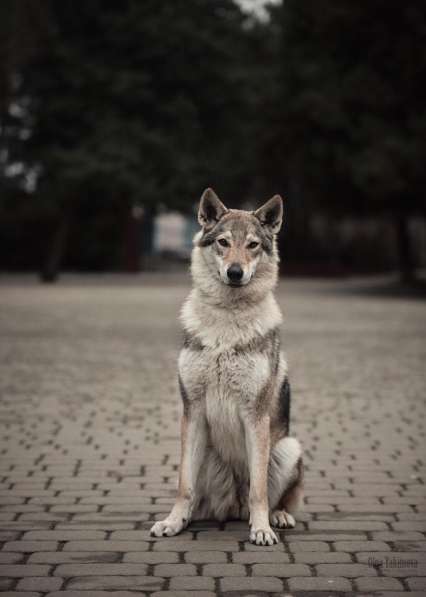 Чехословацкая волчья собака. Щенки