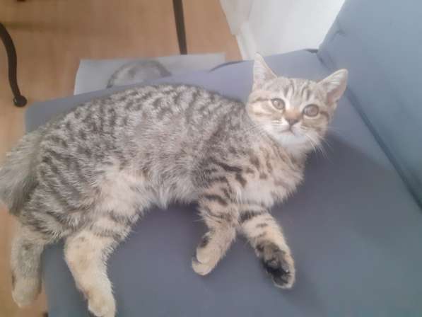 Британские котята в фото 18