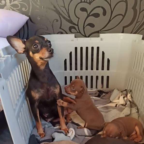 Щенки Русского той -терьера в Новосибирске фото 30