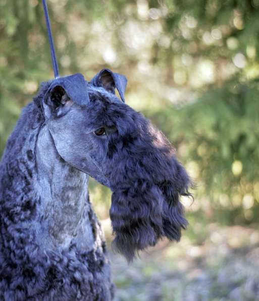 Щенки керри блю терьера в Москве
