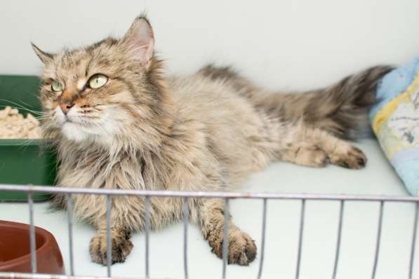 Кошка Брина