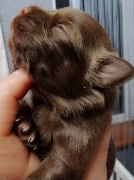 Продам высокопородных щенков чихуахуа (male) КСУ в фото 7