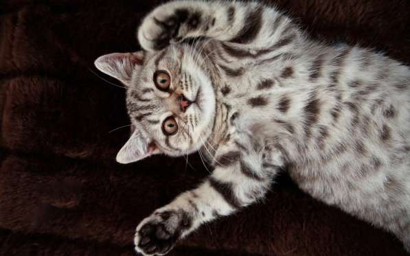 Котик британской породы 1.5 месяца в Кемерове