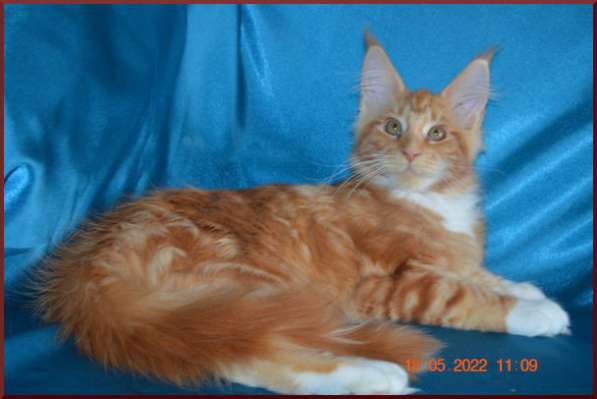 Роскошный черный котик мейн-кун из питомника в Астрахани фото 37