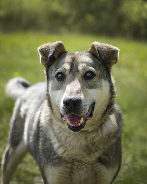 Милый оптимист Джек ищет дом в Москве фото 13