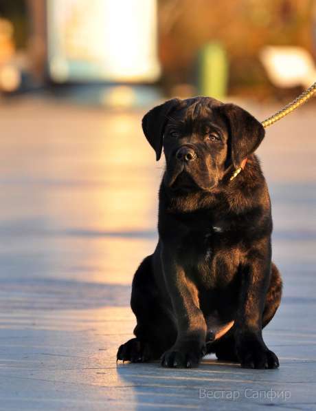 Кобель кане корсо в Симферополе фото 26