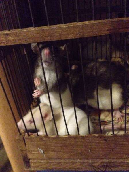 Крысы в Кургане фото 3