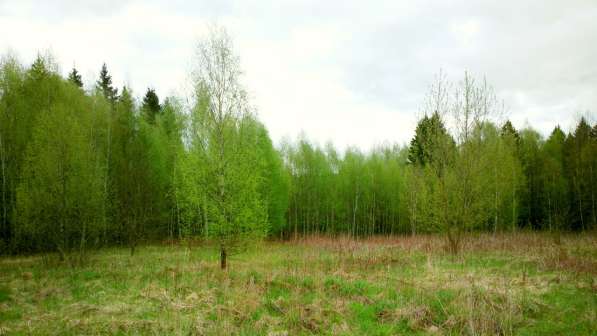 Участок 22 сотки, ИЖС, коммуникации, со своим еловым лесом в Смоленске фото 16