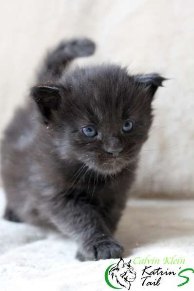 Мейн-Кун чисто черный мальчик в Санкт-Петербурге фото 6