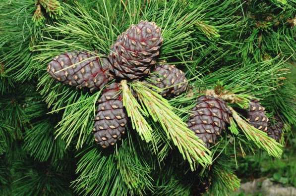 Кедр сибирский (лат. Pinus sibirica) в Искитиме