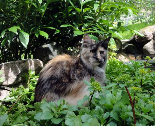 Кошечка мейн-кун из питомника в Казани фото 57