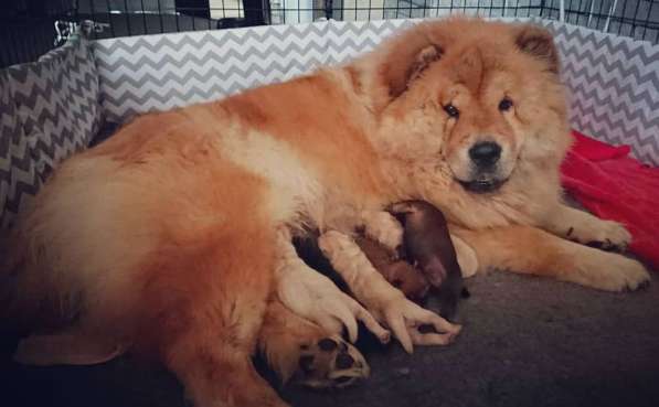 Пушистые, яркие щенки чау-чау в Москве фото 5